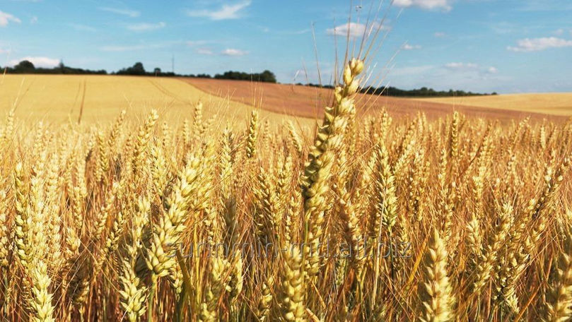 Un fermier din Rîșcani se plânge că ține recolta de grâu în hambar