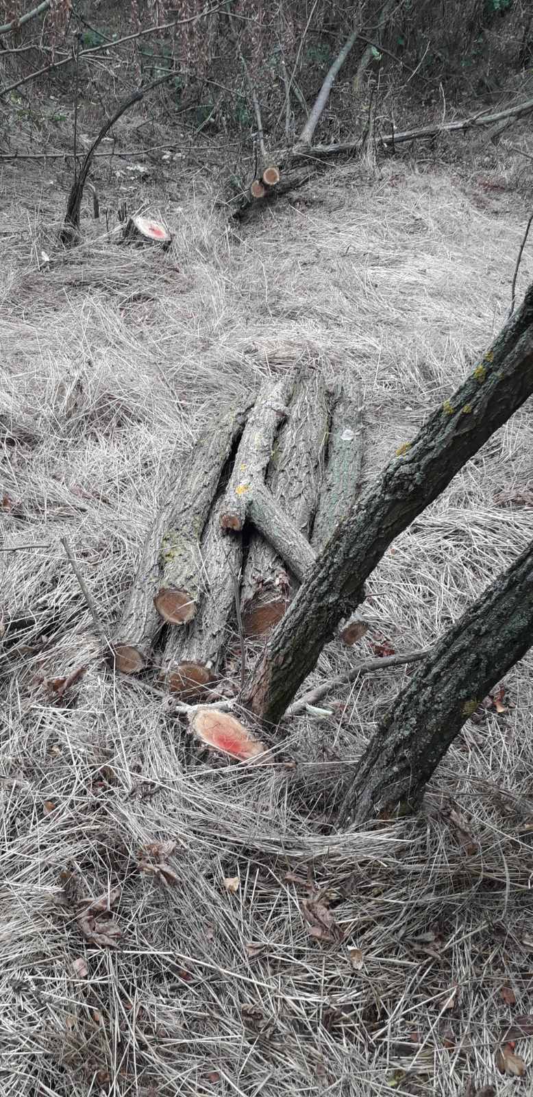 Defrișări la Dondușeni. Circa 200 de arbori au fost tăiați ilegal