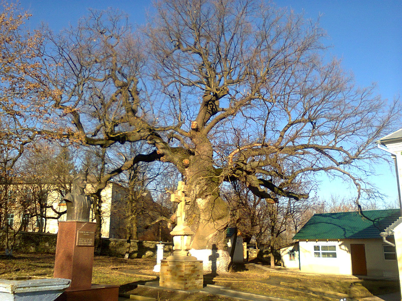 Stejarul lui Ștefan cel Mare, care are peste 700 de ani, riscă să se prăbușească. Experții încearcă să salveze arborele secular
