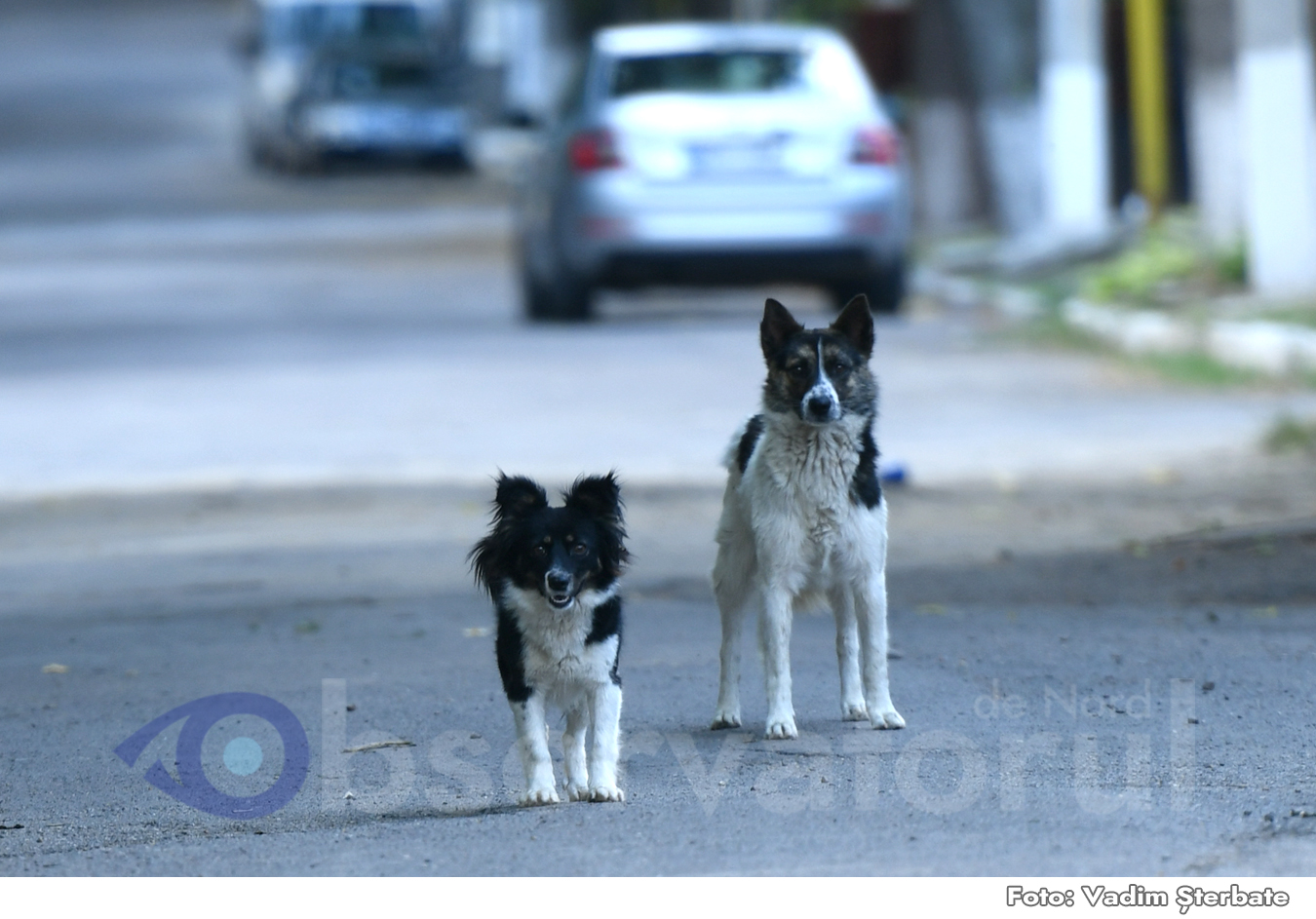 Ce opinie are conducerea Primăriei Soroca despre cazul recent când o femeie a fost mușcată de un maidanez la Soroca-Nouă?