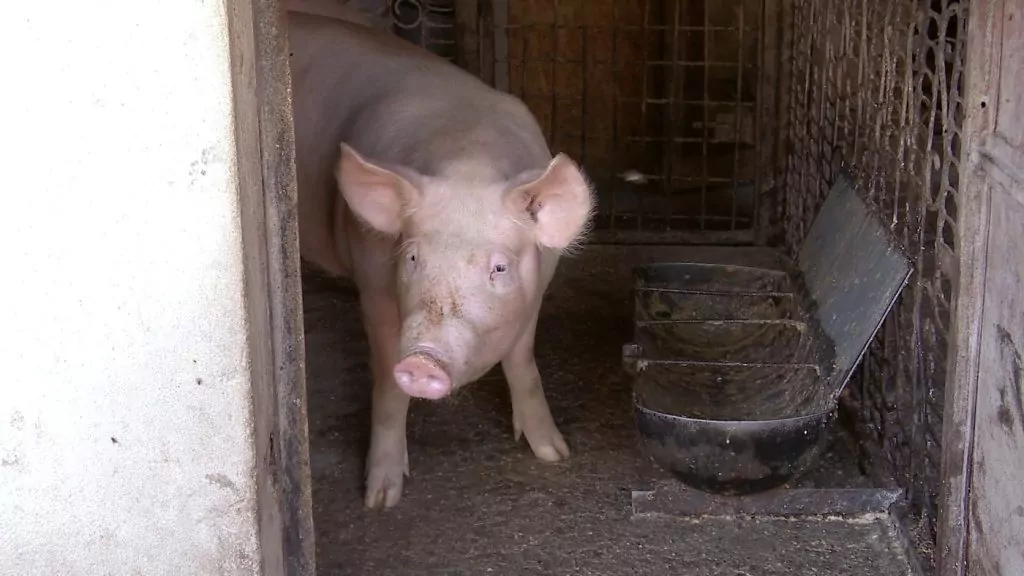 Un caz de pestă porcină africană, depistat în raionul Dondușeni.